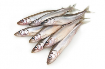 рыба хит официальный сайт. Смотреть фото рыба хит официальный сайт. Смотреть картинку рыба хит официальный сайт. Картинка про рыба хит официальный сайт. Фото рыба хит официальный сайт рыба хит официальный сайт. Смотреть фото рыба хит официальный сайт. Смотреть картинку рыба хит официальный сайт. Картинка про рыба хит официальный сайт. Фото рыба хит официальный сайт