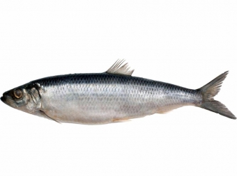 рыба хит официальный сайт. Смотреть фото рыба хит официальный сайт. Смотреть картинку рыба хит официальный сайт. Картинка про рыба хит официальный сайт. Фото рыба хит официальный сайт рыба хит официальный сайт. Смотреть фото рыба хит официальный сайт. Смотреть картинку рыба хит официальный сайт. Картинка про рыба хит официальный сайт. Фото рыба хит официальный сайт